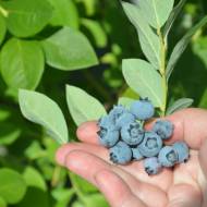 Саджанець Лохина Ерлі Блю в контейнері